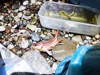 Алания: вечер у камней и зелёный «маракью»