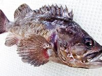 Япония: снег, Slow Jig и Tai Rubber