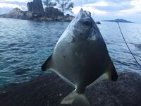 Сейшелы май: берег, лобстеры и гриль