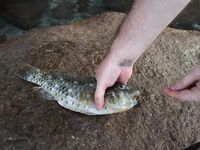 Сейшелы май: берег, лобстеры и гриль