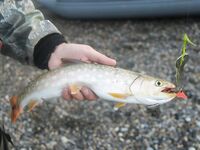 Шантары: ночной заход и медведь у ручья