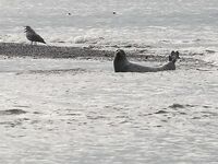 Шантары: ночной заход и медведь у ручья
