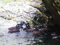 Шантары: три дня, счёт 1209 и косатки