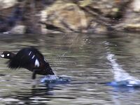 Шантары: три дня, счёт 1209 и косатки