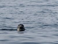 Шантары: три дня, счёт 1209 и косатки