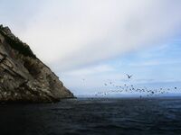 Шантары: три дня, счёт 1209 и косатки