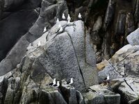 Шантары: три дня, счёт 1209 и косатки