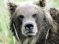 Шантары: медведи, снимал Игорь Ольховский