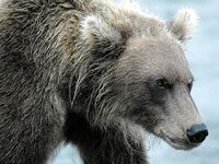 Шантары: медведи, снимал Игорь Ольховский