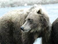 Шантары: медведи, снимал Игорь Ольховский