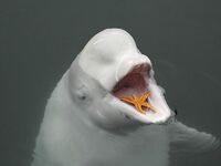 Шантары: медведи, снимал Игорь Ольховский