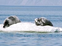 Шантары: медведи, снимал Игорь Ольховский