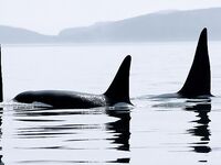 Шантары: думаем над бюджетом