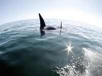 Шантары: думаем над бюджетом