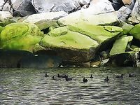 Шантары: думаем над бюджетом