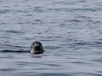 Шантары: думаем над бюджетом