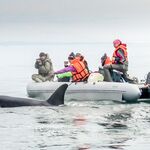 Шантары 2016: туман, дождь и удача