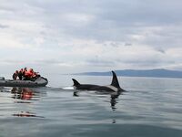 Шантары 2016: туман, дождь и удача