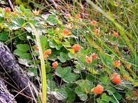 Шантары 2016: туман, дождь и удача