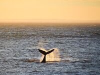 Шантары 2016: туман, дождь и удача