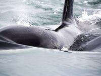 Шантары 2016: туман, дождь и удача