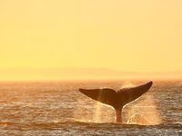 Шантары: лосось, крабы и морская капуста