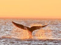 Шантары: лосось, крабы и морская капуста