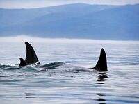 Шантары: лосось, крабы и морская капуста