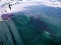 Шантары 2016: ещё фотографии