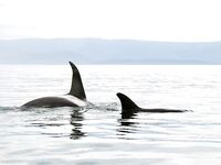 Шантары 2016: ещё фотографии