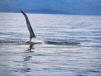 Шантары 2016: ещё фотографии