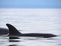 Шантары 2016: ещё фотографии