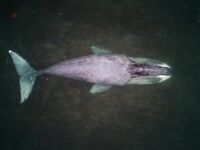 Шантары 2017: киты и светлая вода