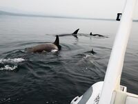 Шантары 2017: киты и светлая вода