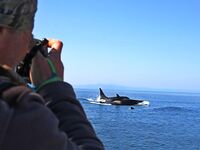 Шантары 2017: киты и светлая вода