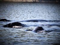 Шантары 2017: киты и светлая вода