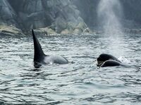 Шантары 2017: киты и светлая вода