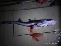 Сиануквиль: Кох Танг и Кох Сдач ориентиры