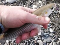 Адлер: чуларка и два рабочих места