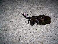 Коньяалты январь: груперы и ночная сабида