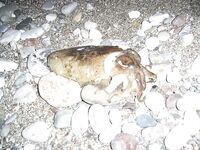 Коньяалты январь: груперы и ночная сабида