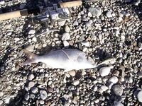 Коньяалты январь: груперы и ночная сабида