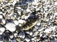 Коньяалты январь: груперы и ночная сабида