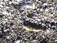 Коньяалты январь: груперы и ночная сабида