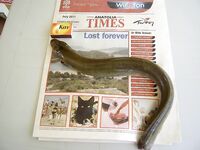 Коньяалты: «резинка» по сокару и угорь на шашлык