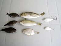 Коньяалты: «резинка» по сокару и угорь на шашлык