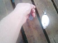 Конаклы: донка 4 крючка и капризная кефаль