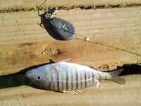 Конаклы: донка 4 крючка и капризная кефаль