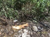 Кемер: пирс с откусами и платник с форелью