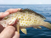 Ко Липе: парусник у Ко Аданг и ужин в Family BBQ